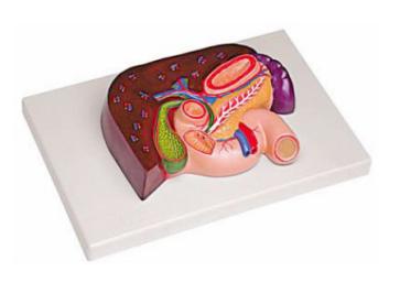 肝、胰、脾、十二指腸、胃模型